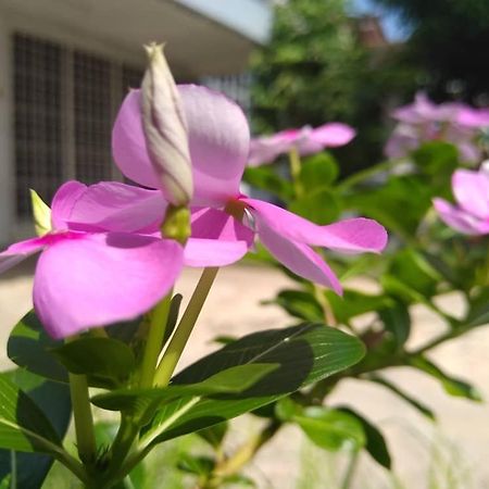 Kayangan Homestay Perlis For Mslim Only Кангар Екстер'єр фото