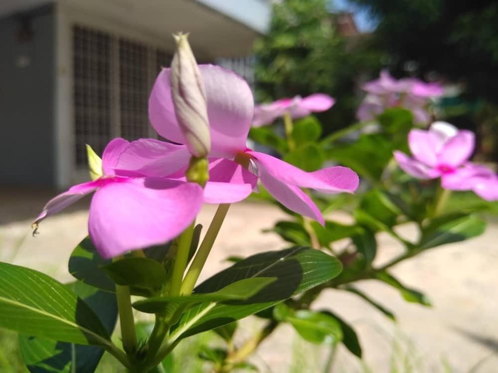 Kayangan Homestay Perlis For Mslim Only Кангар Екстер'єр фото